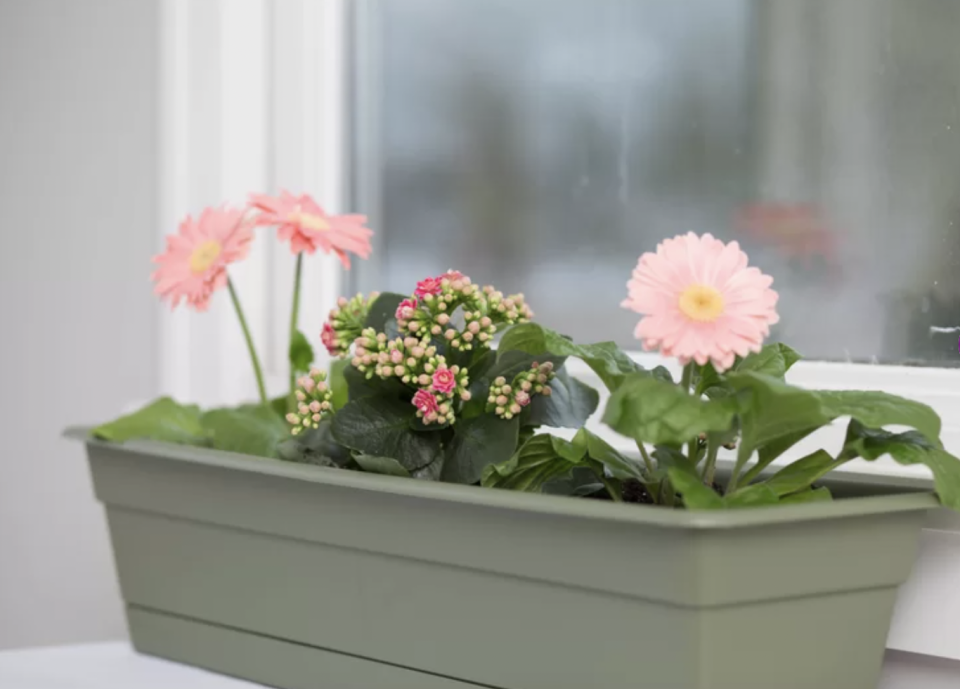 2)  August Grove Leadore Polypropylene Window Box Planter