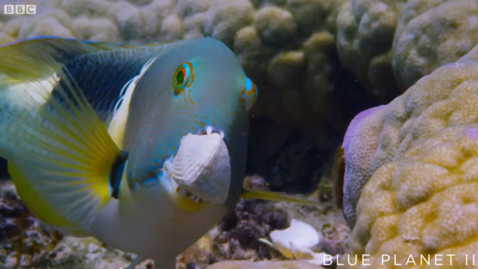 Tuskfish and their tools. (BBC)