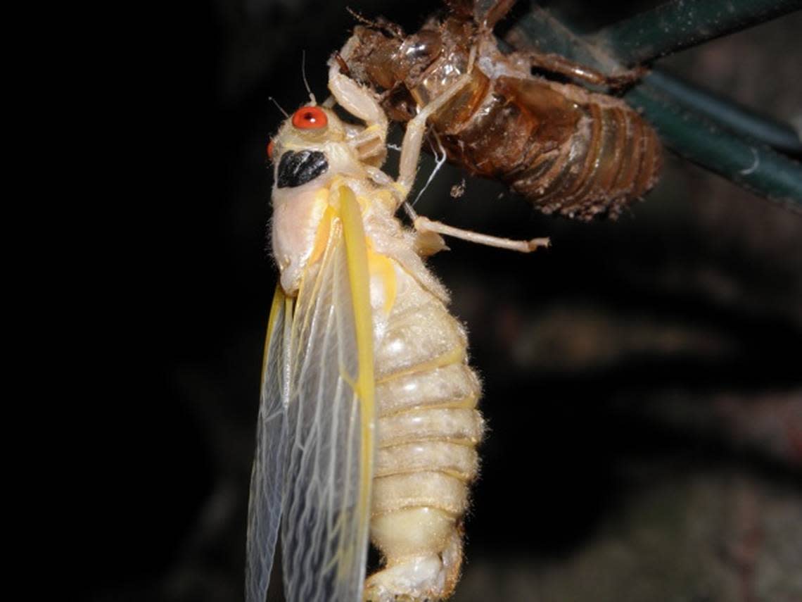 A newly emerged, teneral, Magicicada septendecim.