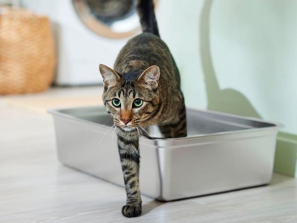 A brown cat stepping out of a Frisco Stainless Steel Cat Litter Box set on a wooden floor.