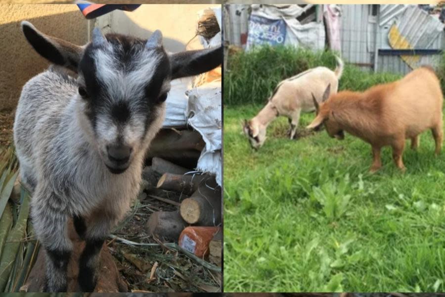 Director de zoológico de México mató y cocinó cuatro cabras pigmeas 