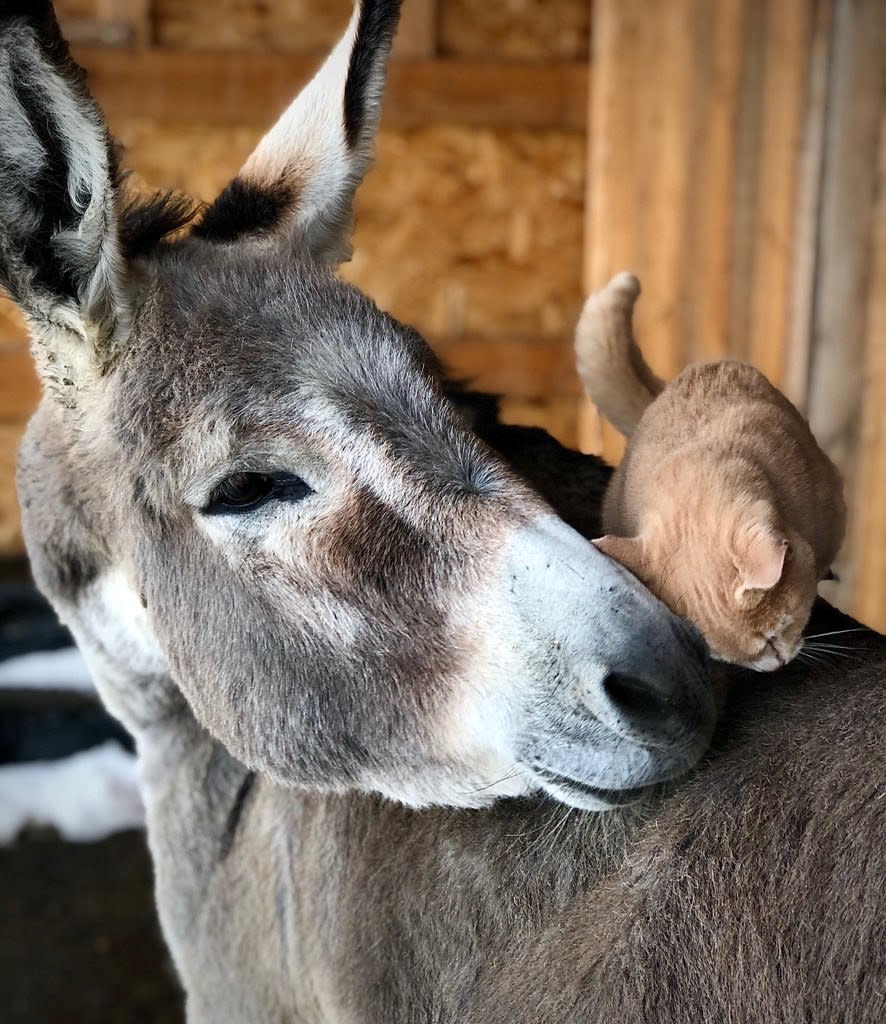 This cat and donkey have become best friends