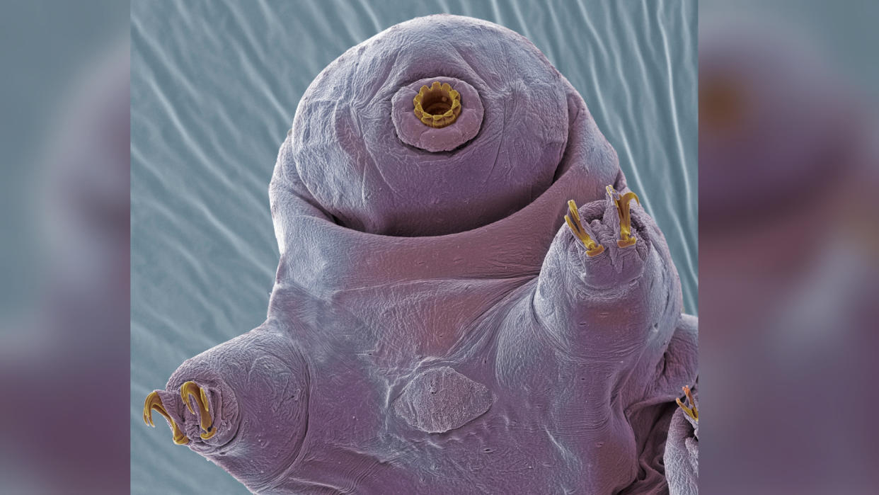  A microscopic photo of the face of a tardigrade species. 