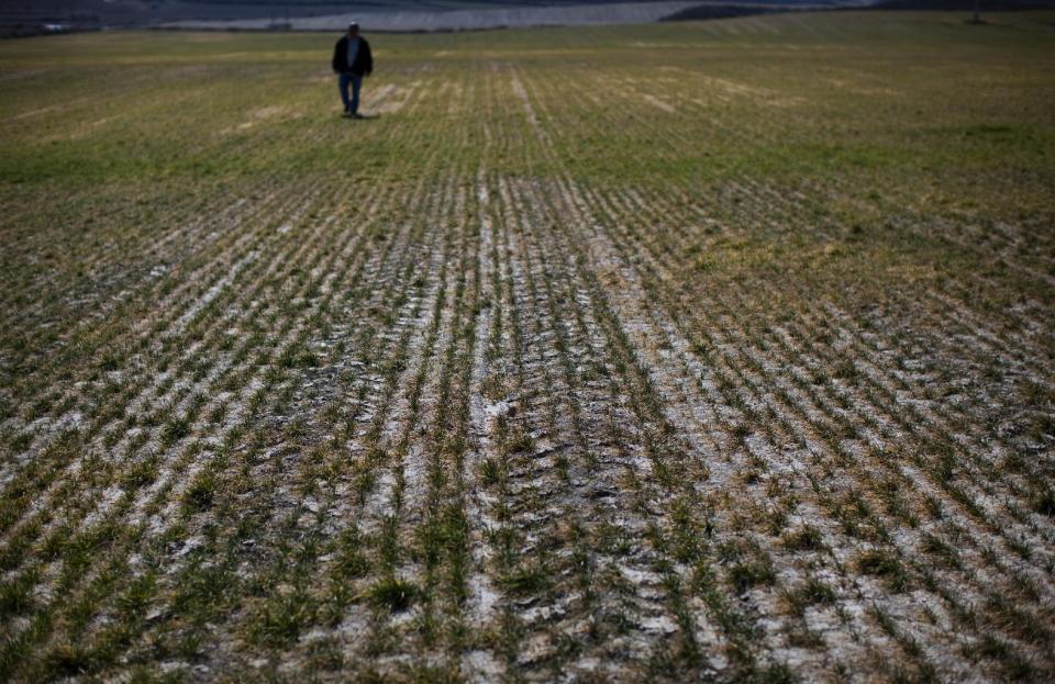 Farmer Fernando Luna walks on his dry crop in Robres village, Huesca, Spain, Tuesday March 13, 2012. Spain is suffering the driest winter in more than 70 years, adding yet another woe for an economically distressed country that can scarcely afford it. Thousands of jobs and many millions of euros could be in jeopardy. (AP Photo/Emilio Morenatti)