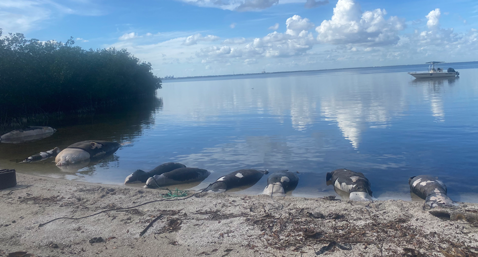 Florida shore line. Eight dead manatees are tied to the shore.