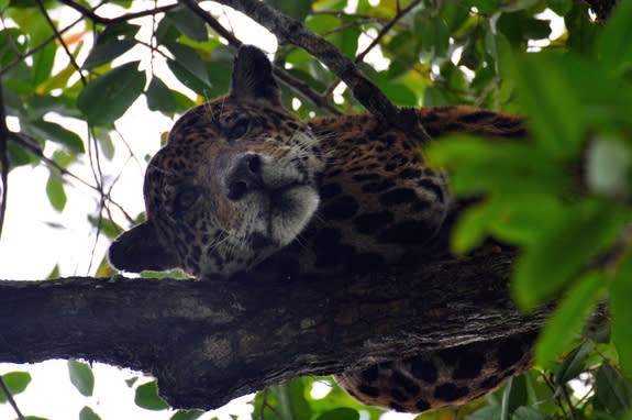 A jaguar rests in a treetop in the flooded forest of Brazil's Mamiraua Sustainable Reserve.