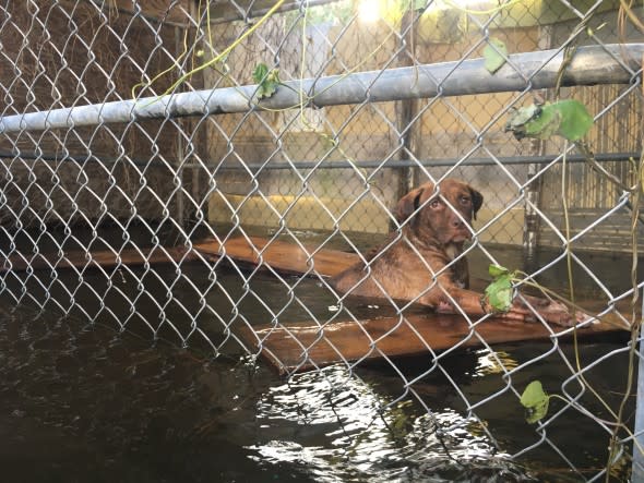 FIR_Disaster Hurricane Florence_NC_2018Sep_0004.jpg