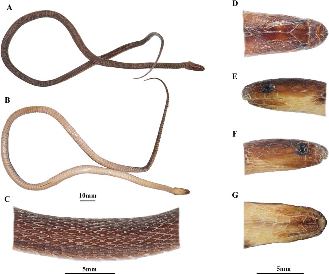 The “metallic” snake has a “secretive life history,” researchers said. Photo from the journal ZooKeys