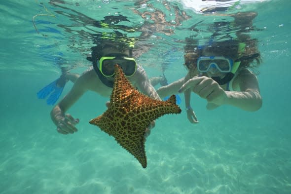 Snorkellers holding a four legs starfish