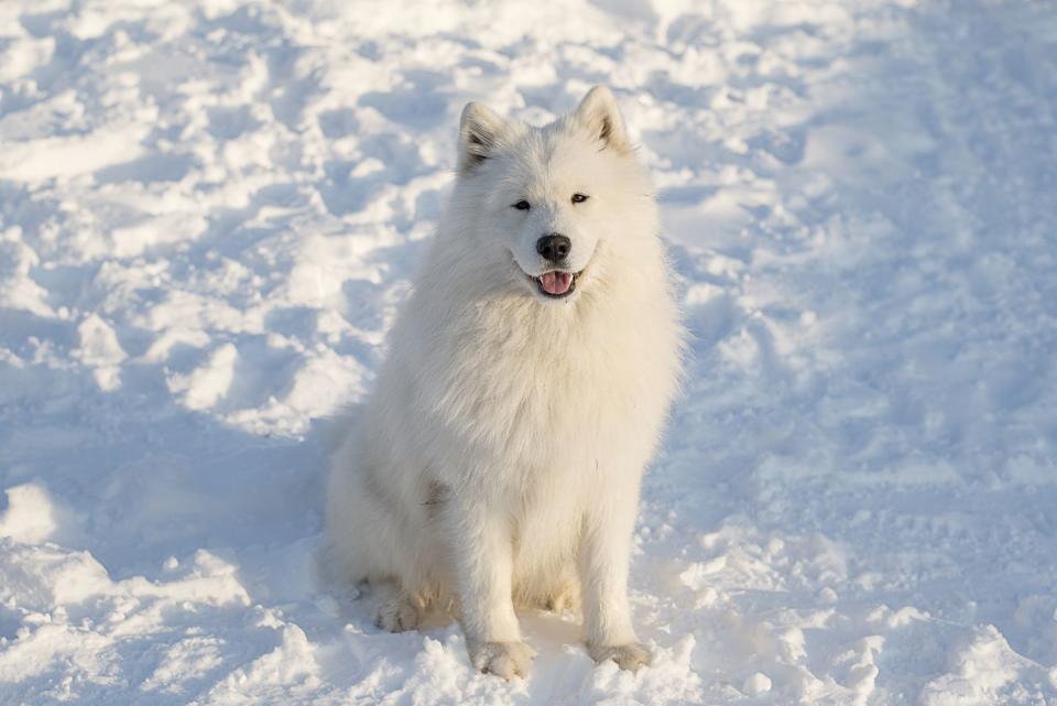 Samoyed