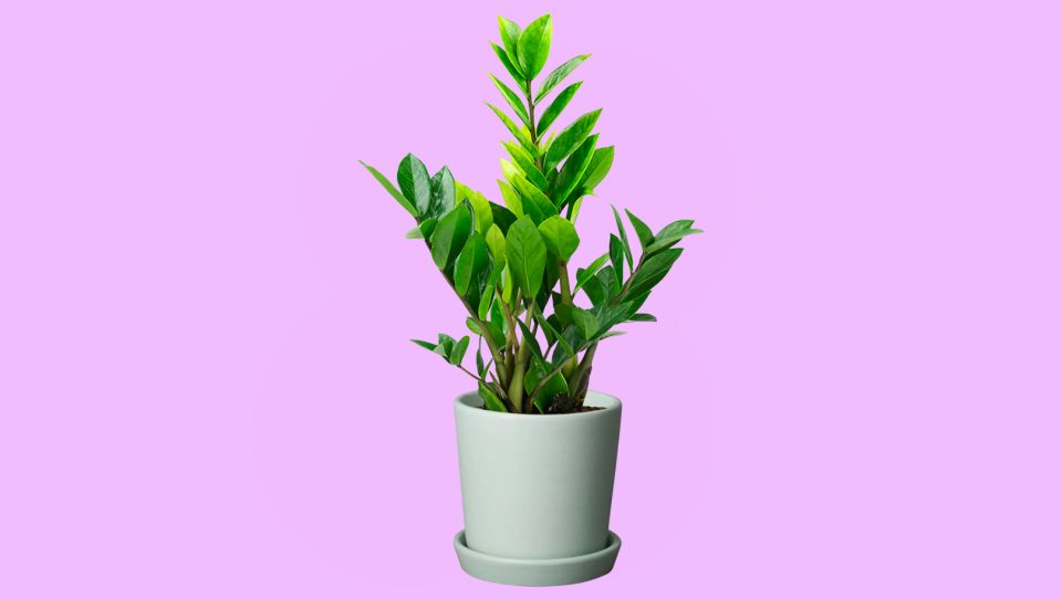 30 best gifts for women: Plants