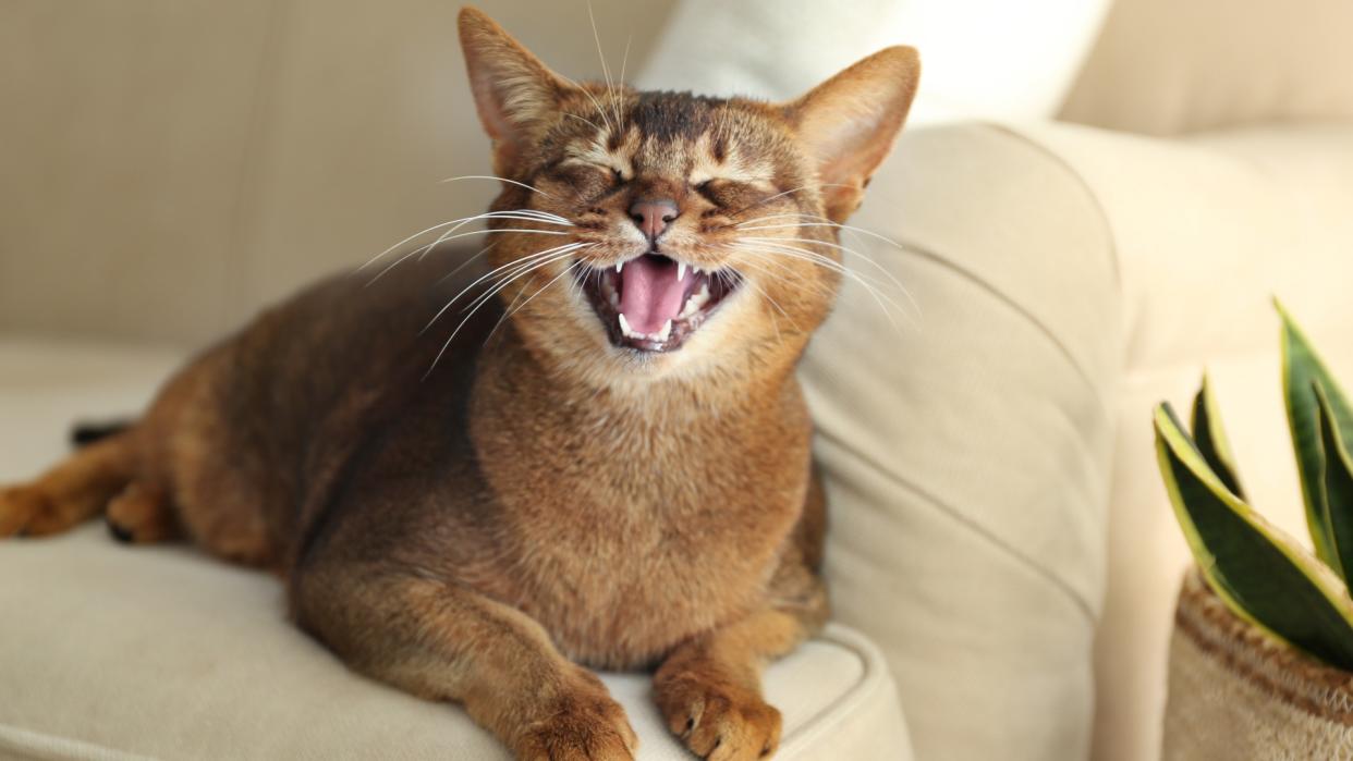  Abyssinian cat meowing on sofa 