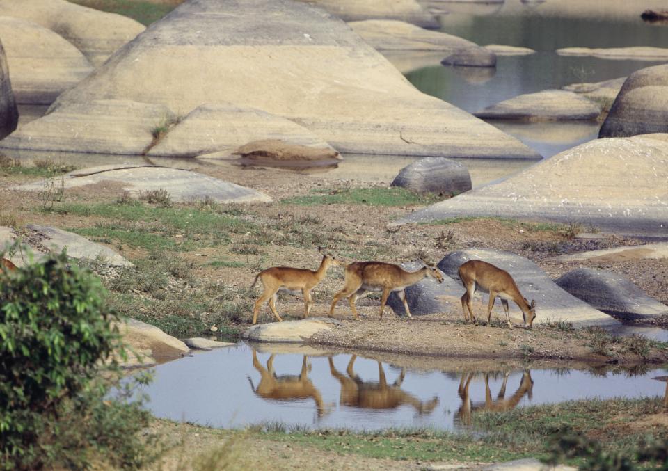 One of the largest protected areas in West Africa, <a href="http://whc.unesco.org/en/list/227" target="_blank">this wonderland of savannas and forests</a>&nbsp;hosts&nbsp;a stunning array of plant life thanks to water from&nbsp;the&nbsp;<a href="https://www.britannica.com/place/Komoe-River" target="_blank">Komo&eacute; River</a>.<br /><br /><strong>Under threat due to:</strong>&nbsp;civil unrest; fire; illegal activities; land conversion; livestock farming/grazing of domesticated animals; management systems/management plan