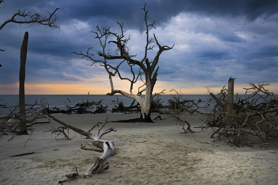 Driftwood rests on a boneyard beach, a popular term for the weathered remains of shoreline trees that have fallen from an eroding maritime forest due to climate change, at Hunting Island State Park in St. Helena, S.C., on July 10, 2023.  (Jim Watson / AFP via Getty Images)