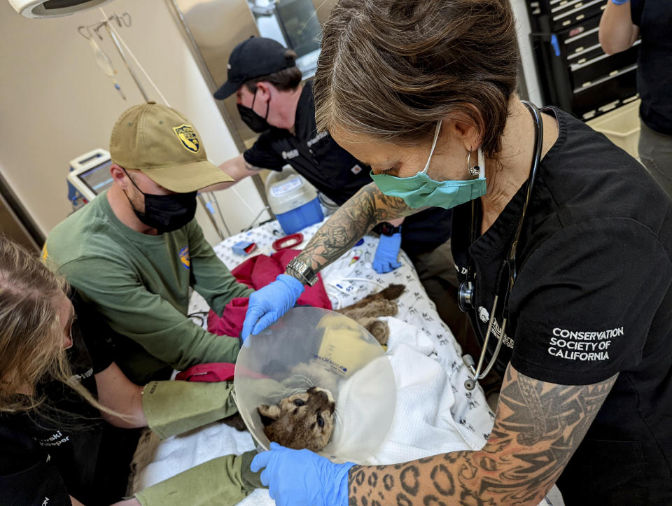 Oakland Zoo veterinary team conduct an initial exam on an emaciated mountain lion cub on Sunday, April 10, 2022, after receiving it from the California Department of Fish and Wildlife. The orphaned and emaciated mountain lion cub spotted by hikers in the San Francisco area was brought to the Oakland Zoo where veterinarians have named her "Rose" and are trying to nurse her back to health. (Oakland Zoo via AP)