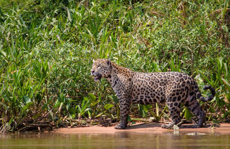 Jaguar patrols the banks of the jungle in Central Brazil looking for prey (Credit: Emma Napper)