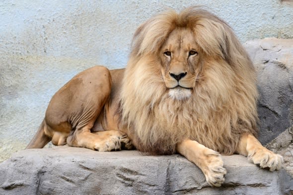 Lion's blonde bouffant is zoo's mane attraction