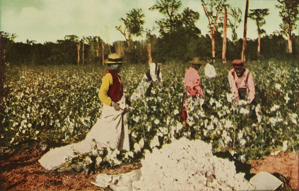 A 1913 illustrated depiction of African American people picking cotton. <a href="https://commons.wikimedia.org/wiki/File:CottonpickHoustonWhere17.png" rel="nofollow noopener" target="_blank" data-ylk="slk:Jerome H. Farbar: 'Houston: Where Seventeen Railroads Meet the Sea.' Page 31/40, 'Cotton Pickers';elm:context_link;itc:0;sec:content-canvas" class="link ">Jerome H. Farbar: 'Houston: Where Seventeen Railroads Meet the Sea.' Page 31/40, 'Cotton Pickers'</a>, <a href="http://creativecommons.org/licenses/by/4.0/" rel="nofollow noopener" target="_blank" data-ylk="slk:CC BY;elm:context_link;itc:0;sec:content-canvas" class="link ">CC BY</a>