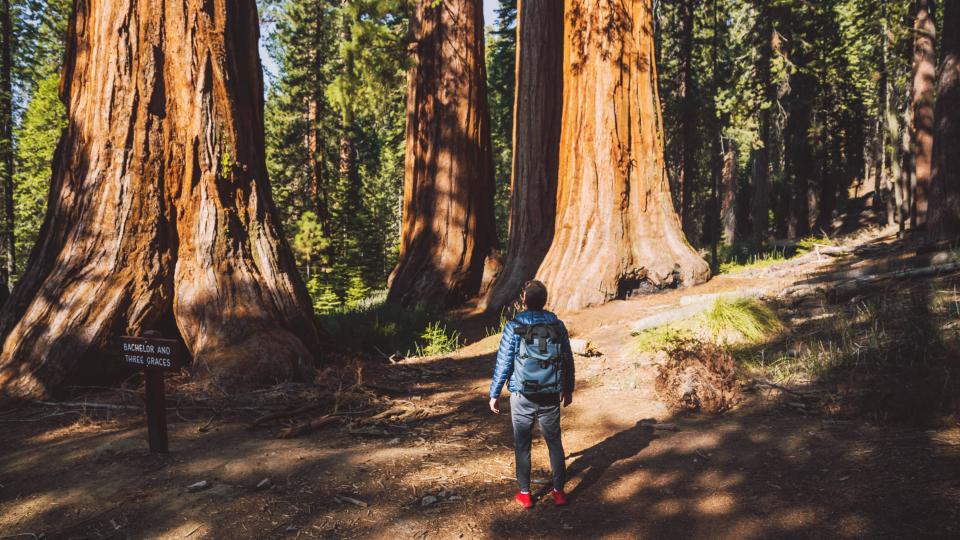 Man standing with giant sequoias at Yosemite National Park