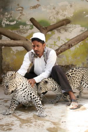 A worker checks on leopards inside their cage at a zoo in Yemen's southwestern city of Taiz February 23, 2016. REUTERS/Anees Mahyoub