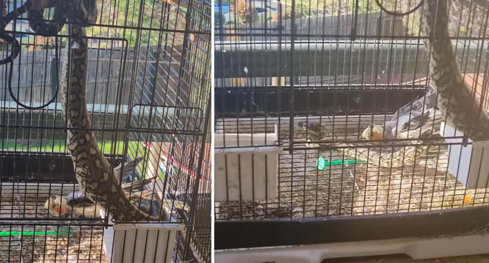 Left, the snake is coiled around the bird cage at its point of entry with a large bulge into its body and another of the birds dead in the cage. Right, the snake's head can be seen inside the cage near the bird. 