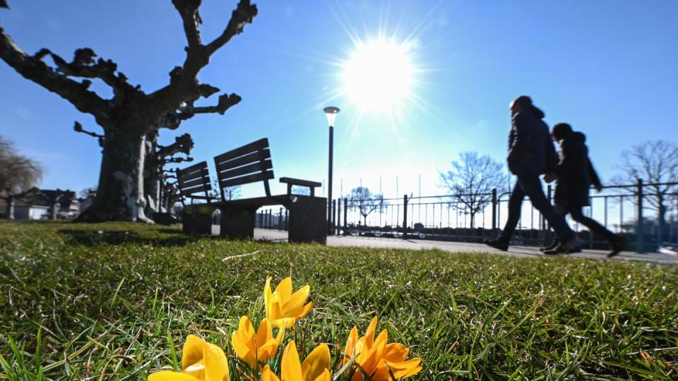 Der Frühling lockt: Krokusse an einer  Uferpromenade am Bodensee.