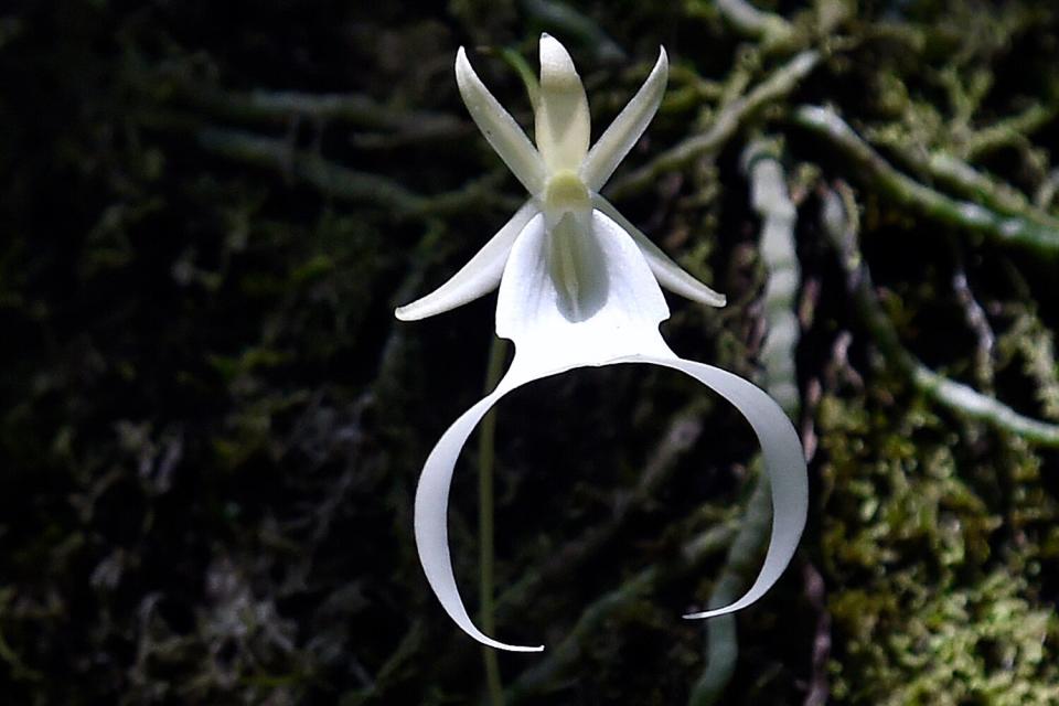 Strand Preserve State Park in Copeland, Florida on June 29, 2016. Scientists and researchers have been growing the orchids, native to Florida and Cuba, in labs with hopes of reintroducing the endangered species into the wild.