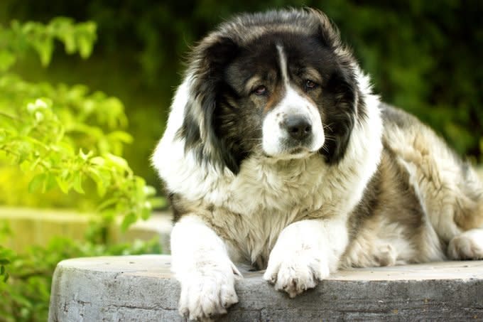 Caucasian Shepherd dog laying down outside