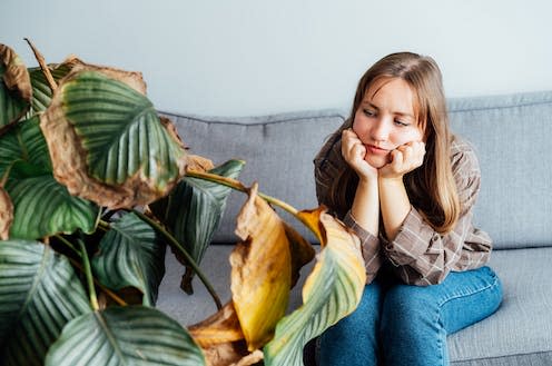 <span class="caption">Many people struggle to keep their houseplants alive.</span> <span class="attribution"><a class="link " href="https://www.shutterstock.com/image-photo/young-upset-sad-woman-holding-dried-2206537809" rel="nofollow noopener" target="_blank" data-ylk="slk:Okrasiuk/Shutterstock;elm:context_link;itc:0">Okrasiuk/Shutterstock</a></span>