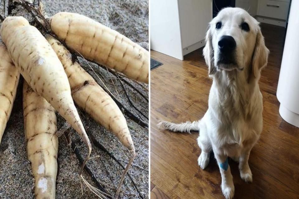 Golden retriever was lucky to survive after eating hemlock roots at Godrevy in Cornwall <i>(Image: Submitted)</i>