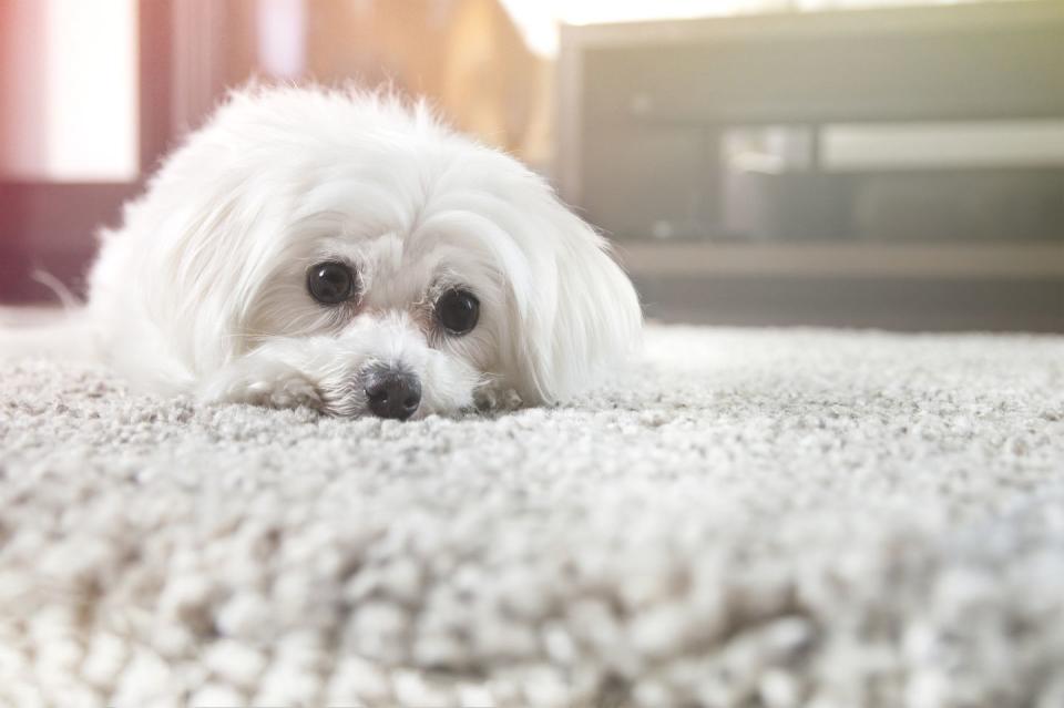 Maltese