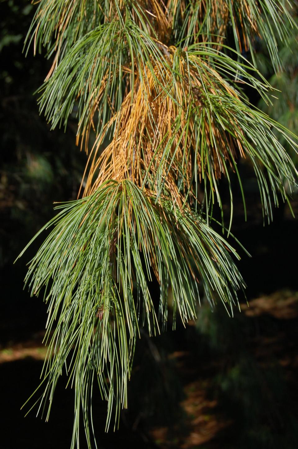 Needled evergreens like the white pine (Pinus strobus) retain their leaves in winter but use the needle shape to reduce leaf surface area and help retain moisture.