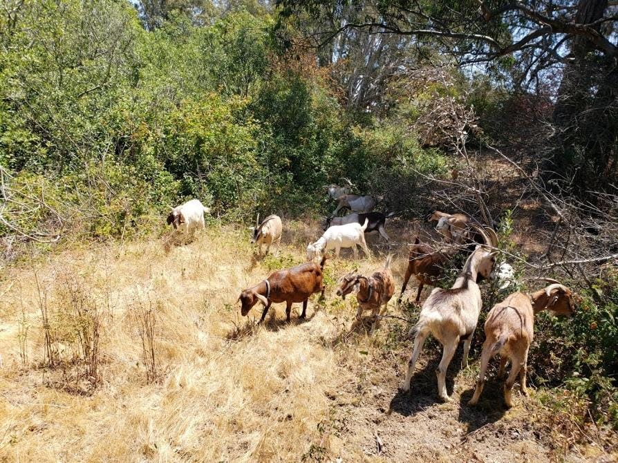 Goats grazing on dried grass.