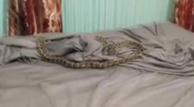 The snake can be seen in the image on the bed of the stunned resident. Source: Facebook.