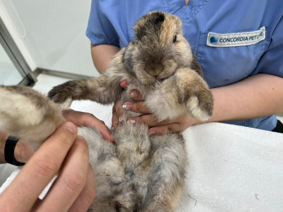 義工月中接收了一隻斷腳被棄養的兔子，但沒想到兔子傷勢比想像中嚴重很多。