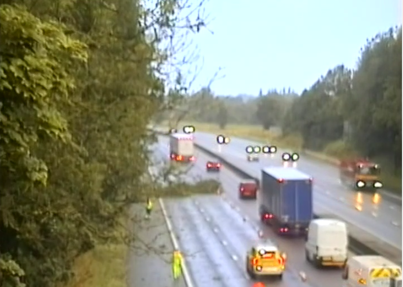 The tree on the M6 near Knutsford. (National Highways/X)