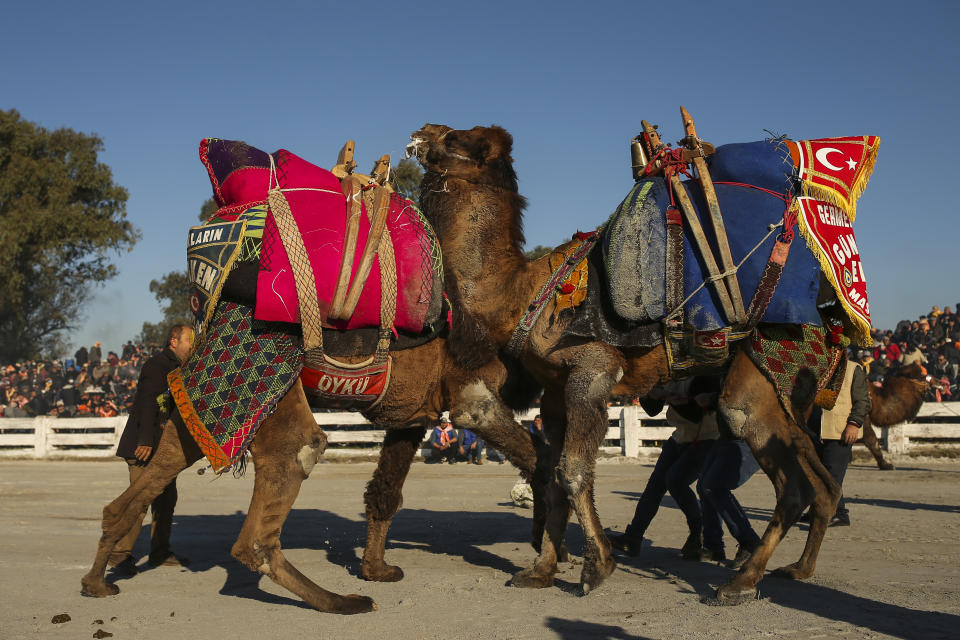 Camels wrestle during Turkey's largest camel wrestling festival in the Aegean town of Selcuk, Turkey, Sunday, Jan. 16, 2022. They were competing as part of 80 pairs or 160 camels in the Efes Selcuk Camel Wrestling Festival, the biggest and most prestigious festival, which celebrated its 40th run. (AP Photo/Emrah Gurel)