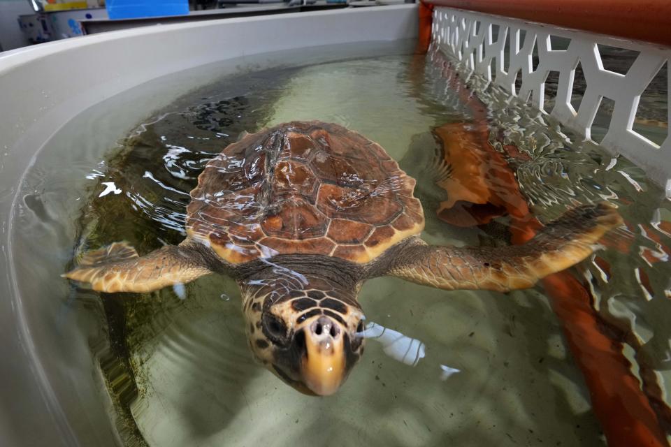 A sea turtle named Cenere, badly injured when her carapace was broken and her lung injured by a boat propeller, floats in a tank at CESTHA, the Experimental Center for the Protection of Habitats, inside a former market, in Marina di Ravenna, on the Adriatic Sea coast, Italy, Saturday, June 8, 2024. (AP Photo/Luca Bruno)