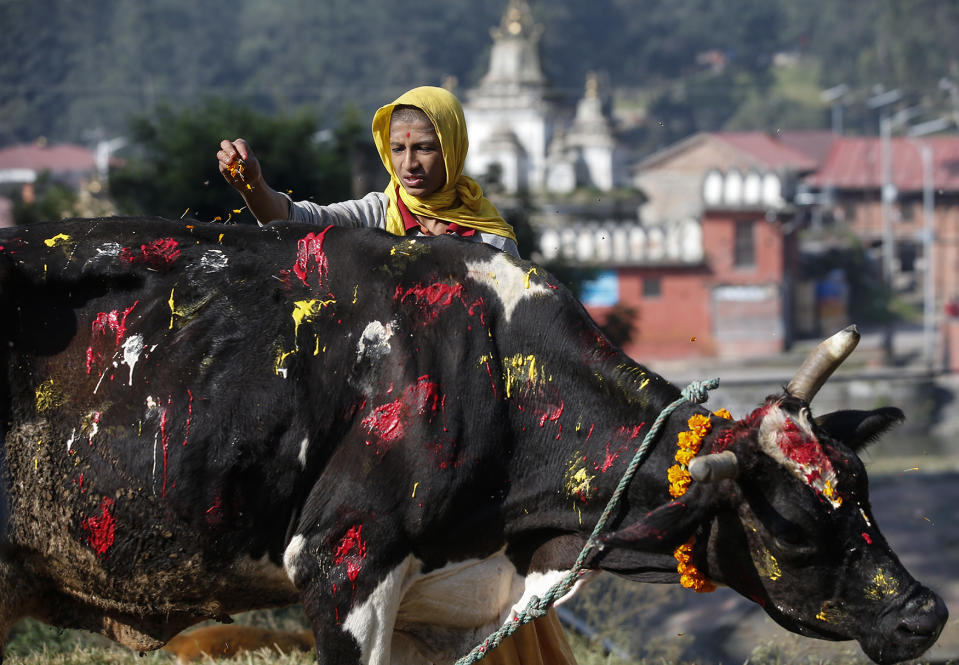 Cow worship day of Tihar festival in Nepal