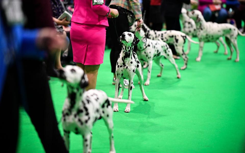 Crufts 