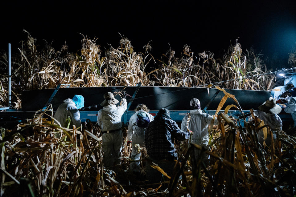 Workers pick corn in the pre-dawn hours to avoid the heat of the day in California's San Joaquin Valley on Aug. 21, 2020.<span class="copyright">Brian L. Frank—The New York Times/Redux</span>