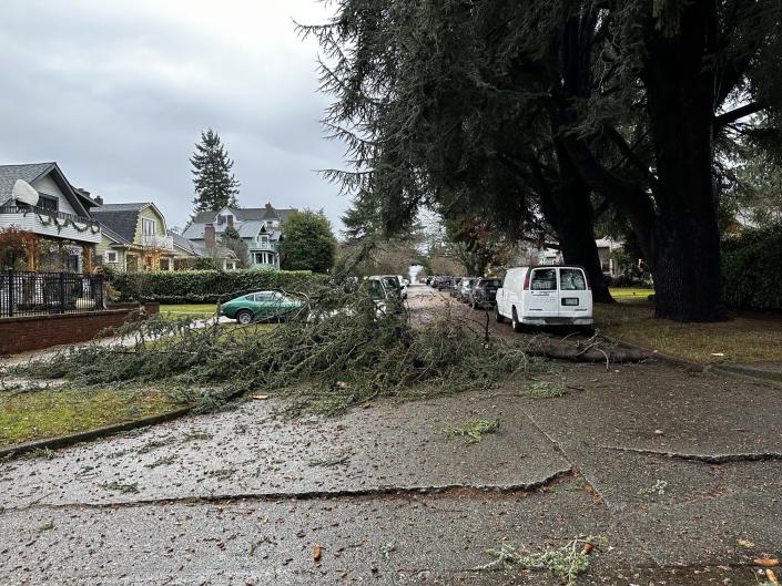 West Seattle resident Bill Schrier shared these photos of a tree down amid gusty winds and rain-saturated ground.