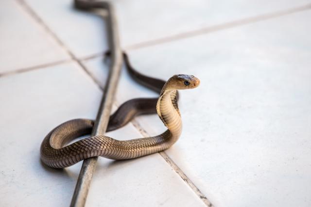 There's a Snake in my shower? : r/snakes