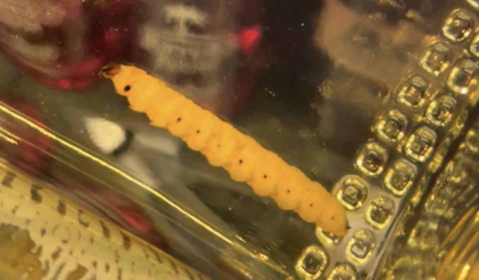 Imagen en primer plano que muestra un gusano dentro de una botella de mezcal “Lajita Reposado” | Kawahara, Akito Y., et al. PeerJ. (2023)