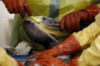 Staff and volunteers work to clean a brown pelican at the International Bird Rescue center in San Pedro, Los Angeles, California, United States, May 22, 2015. REUTERS/Lucy Nicholson