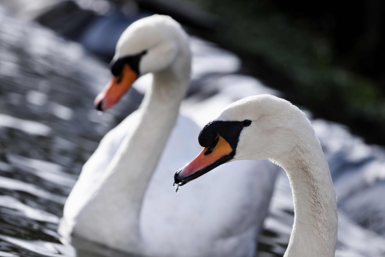 <p>Six swans died after contracting the latest strain of bird flu in Devon</p> (AFP via Getty Images)