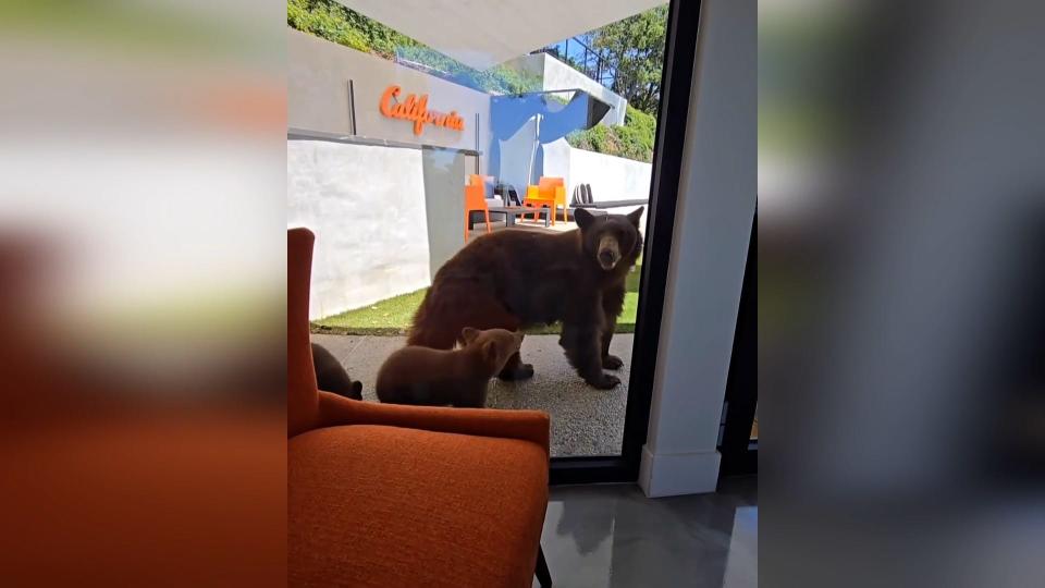 A family of bears is shown cooling off in pool of a Monrovia, California home.