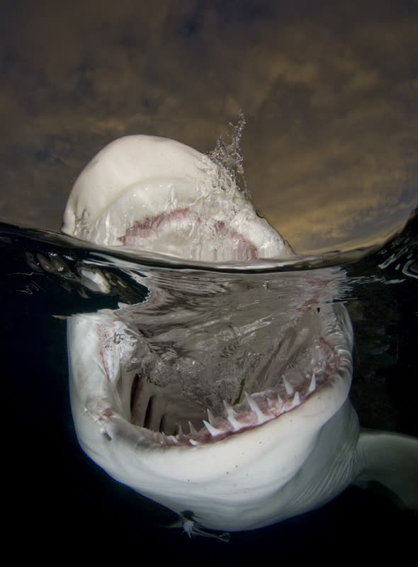 Great white shark: British photographer gets terrifyingly close