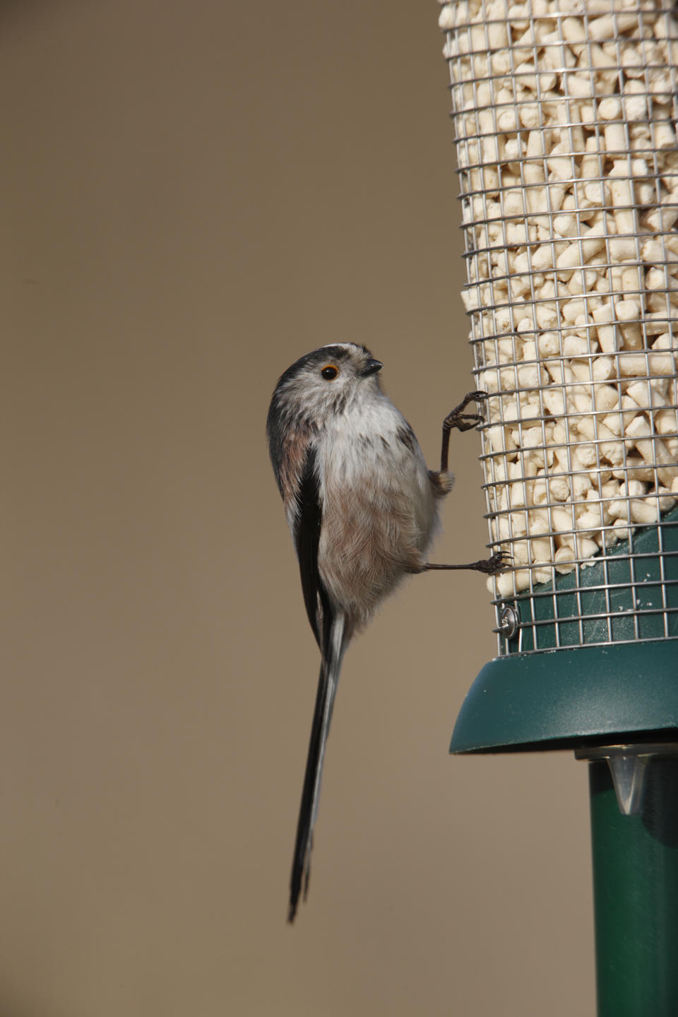 Long-tailed tits are among the smaller birds that struggle in colder conditions (Nigel Blake/RSPB/PA)