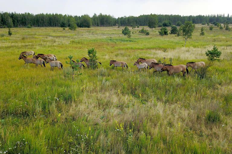 Los caballos de Przewalski, son una especie en peligro de extinción originaria de Asia que sorprendentemente prospera en la zona contaminada por la radiación